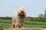 KOMONDOR 059